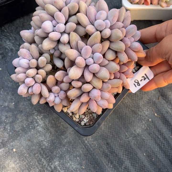 蛋*18-21粉色恋人小鹿园艺