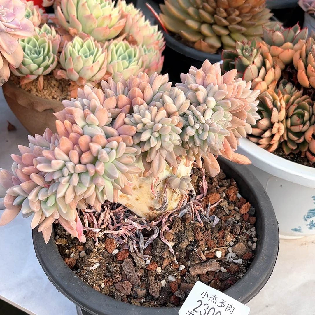 淡雪缀化一23005