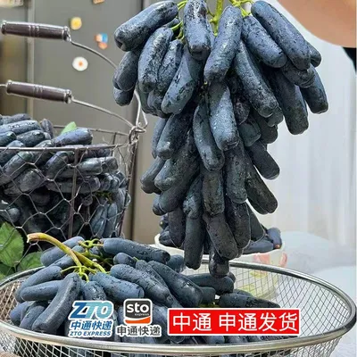 现摘现发新鲜蓝宝石无籽葡萄脆甜多汁当季孕妇水果金手指黑提子