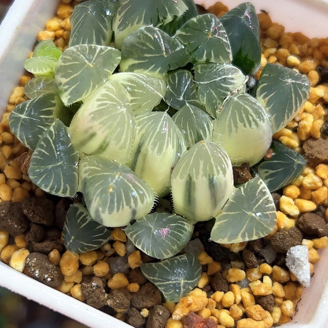 糊斑夏沫锦十二卷多肉植物
