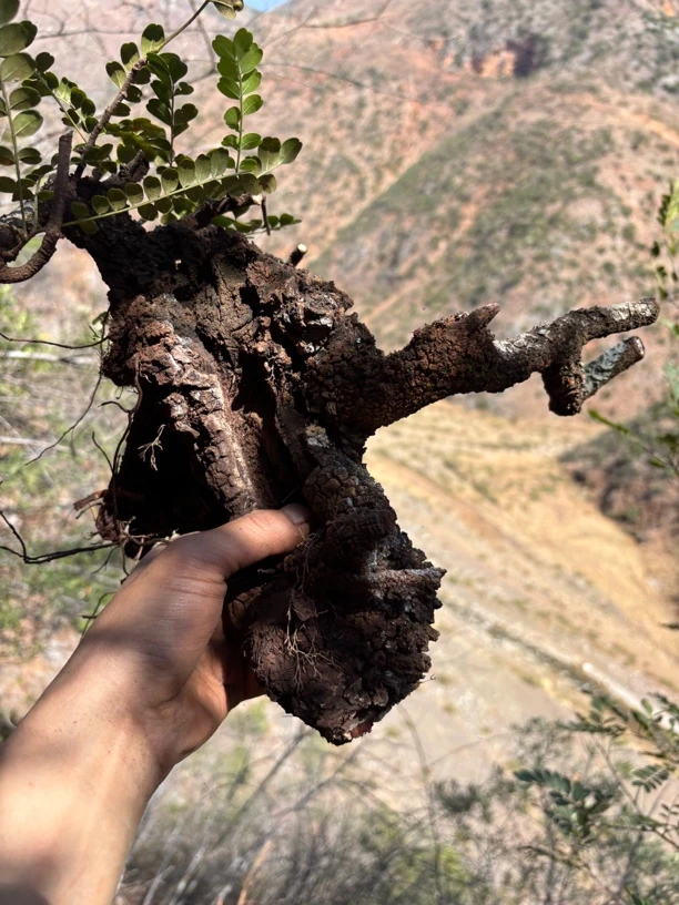 云南红芽清香木四季长清长绿观叶观花