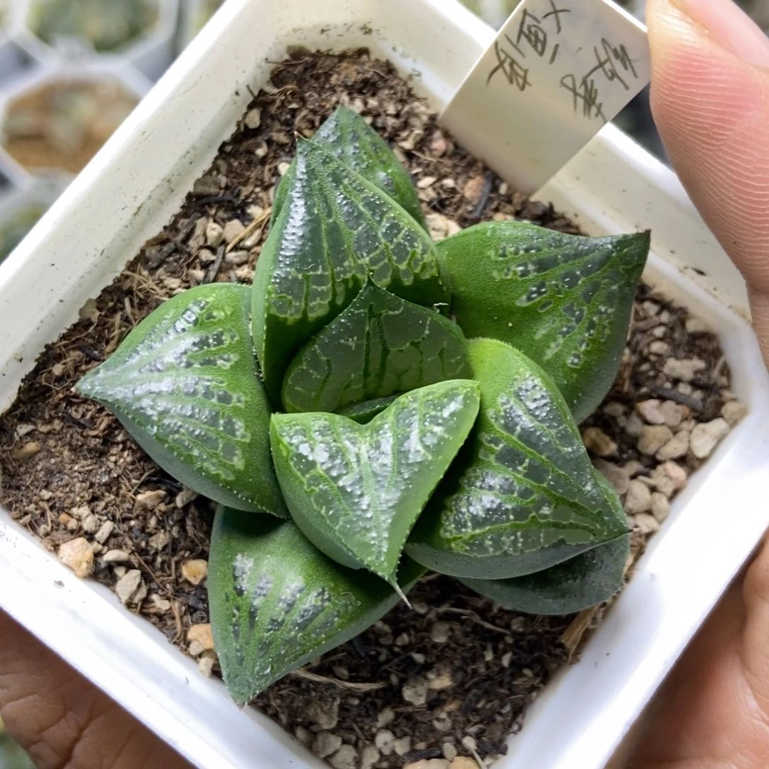 实生寿一物一拍的