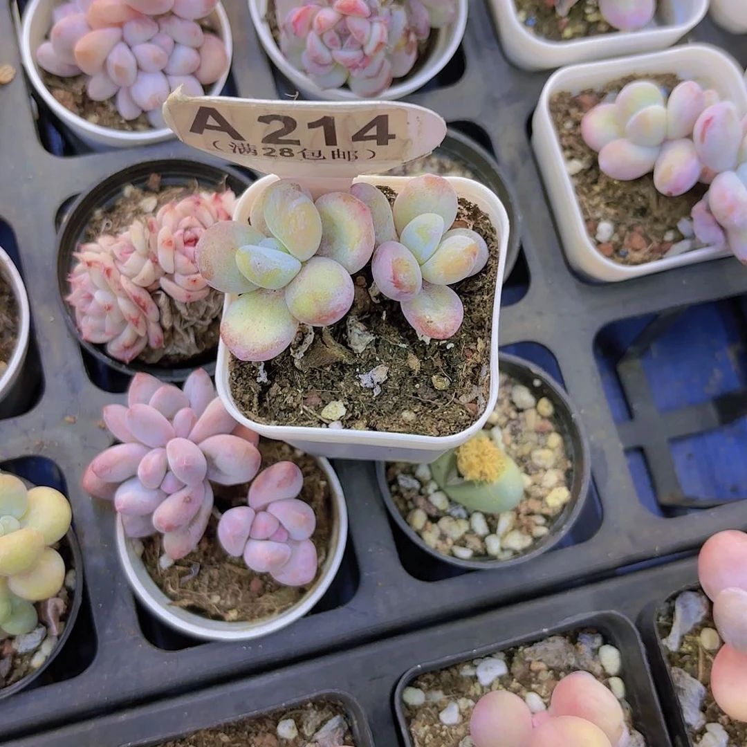 A214雪美人yi wu yi pai