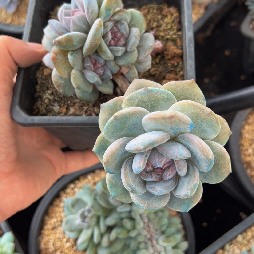 喜**罐新年快乐 新年快乐 新年快乐