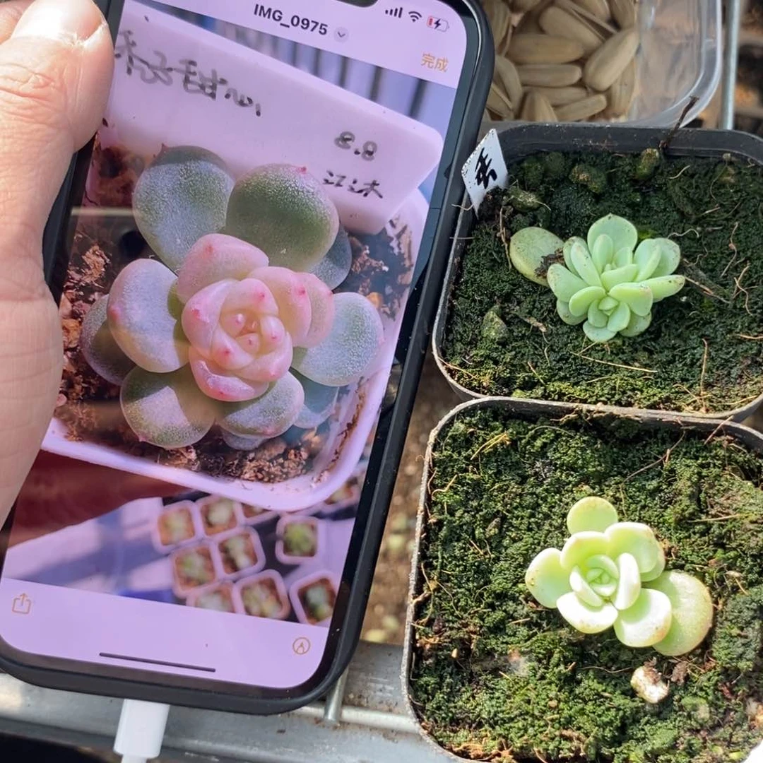 上盆甜心秃子苗一个