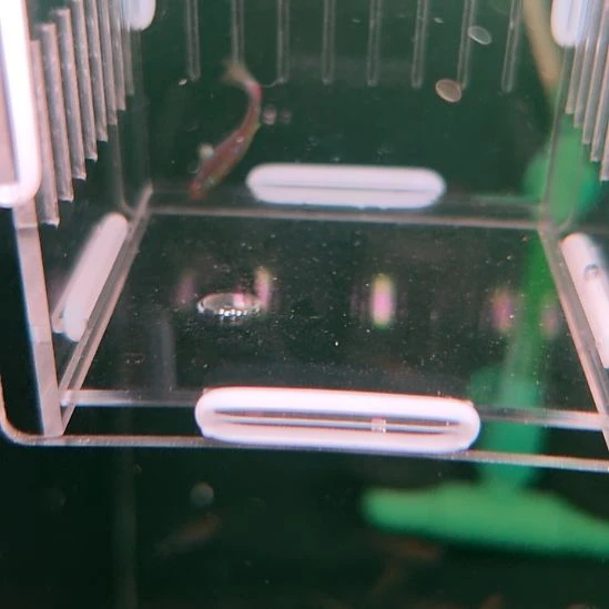 灯科鱼精选超级梦幻DY