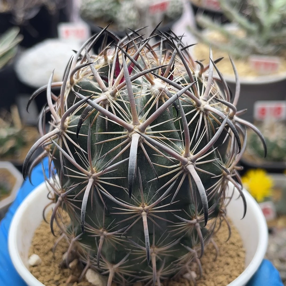 实生黑刺虎爪玉仙人球多肉