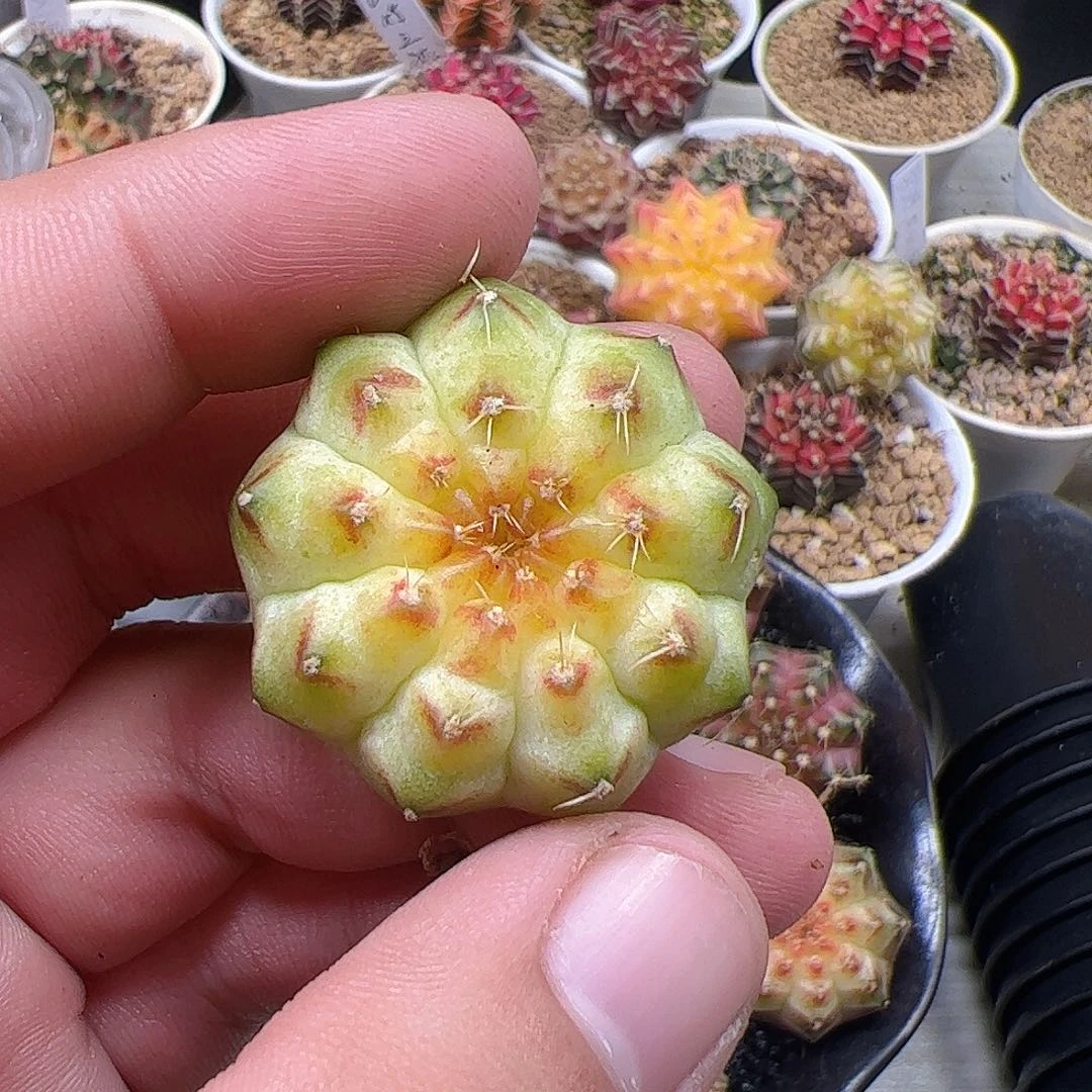 娴***当前无花栽培后可以开花285