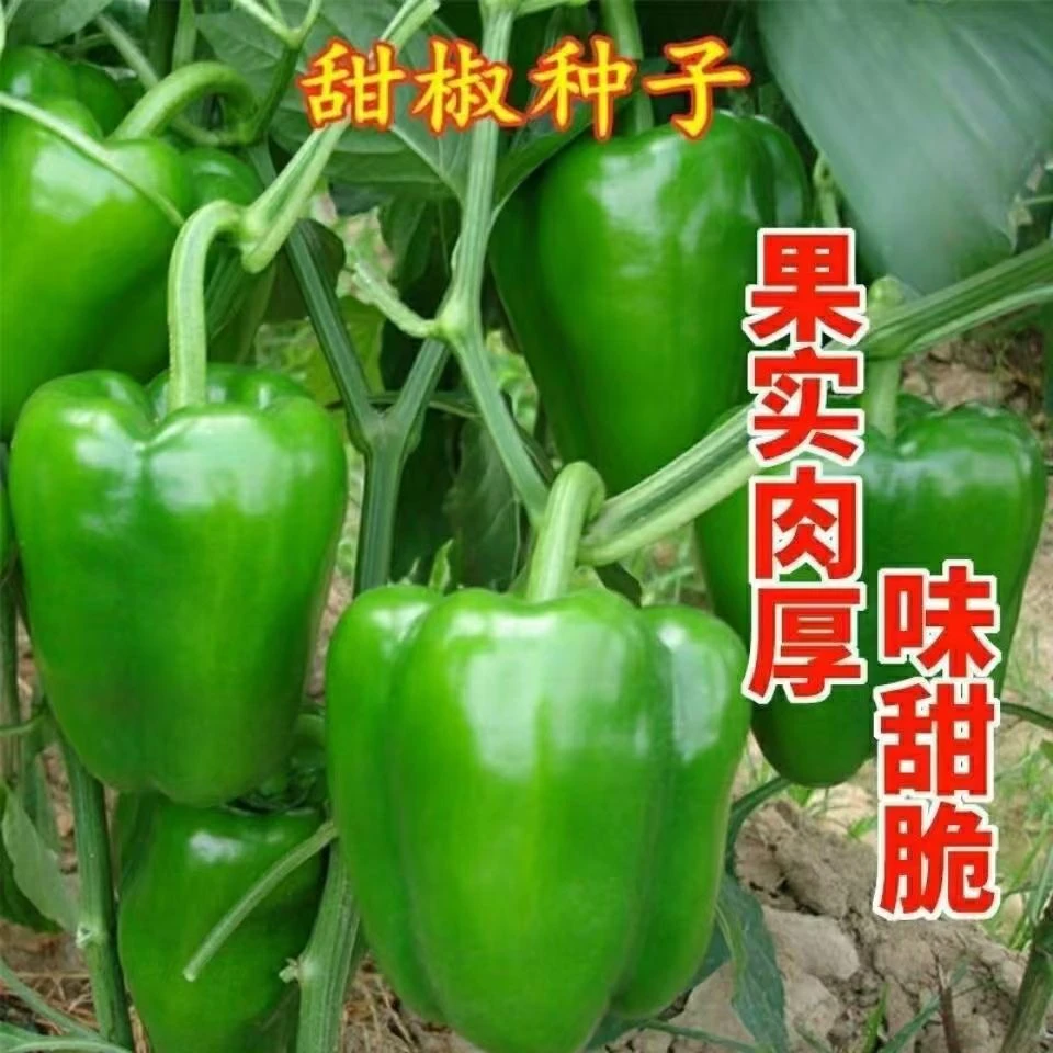 【全场商品满5元包邮】特大甜椒种子肉厚皮薄果大肉厚青椒种子甜椒