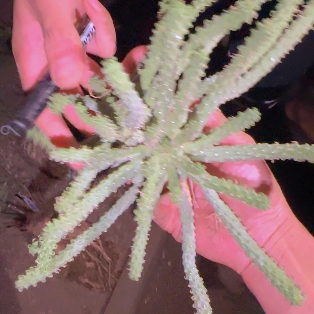 ****迪块根植物块根植物