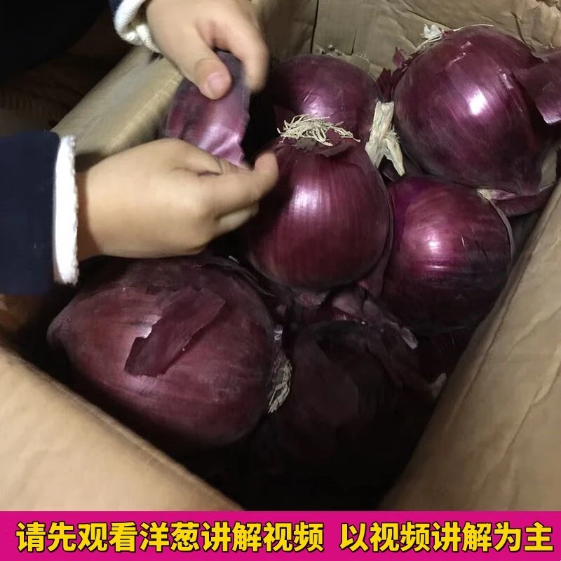 紫红皮洋葱10斤深紫洋葱圆葱头生吃不辣脆甜新鲜蔬菜批发3斤5包邮