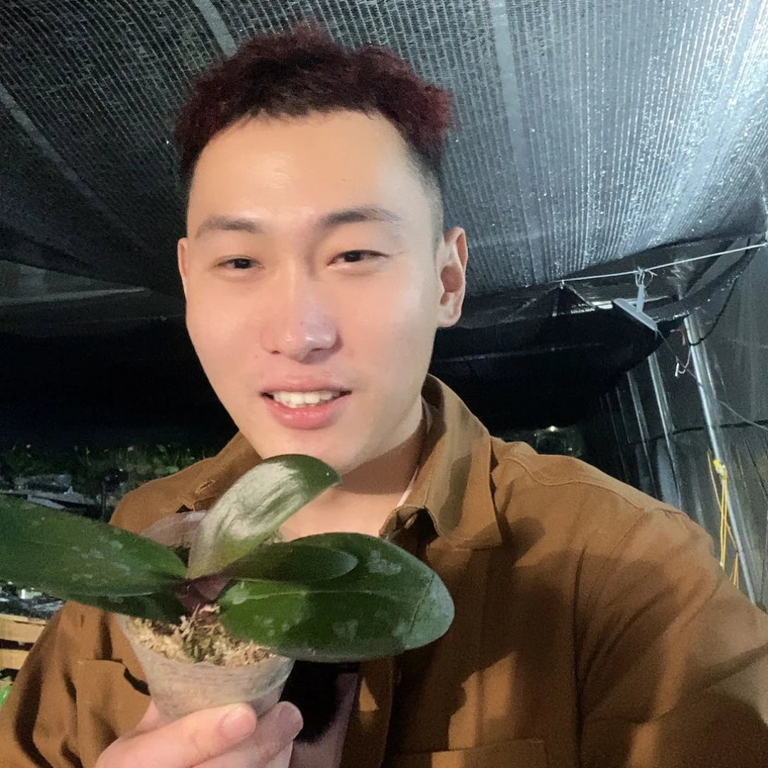 无花朵联合鳄鱼蝴蝶兰