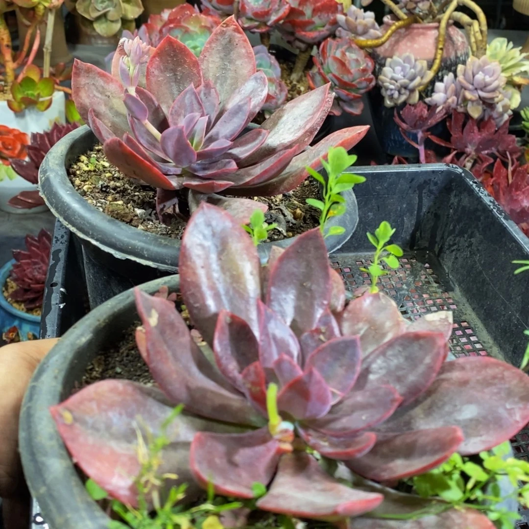 一物一拍一物一拍