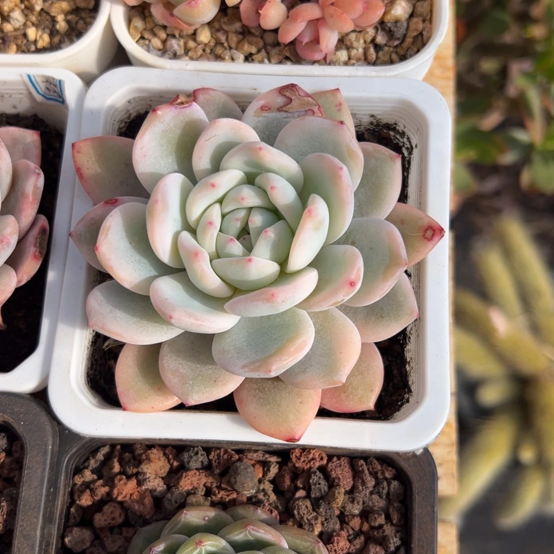 多肉橙子锦【非偏远地区满18包邮】