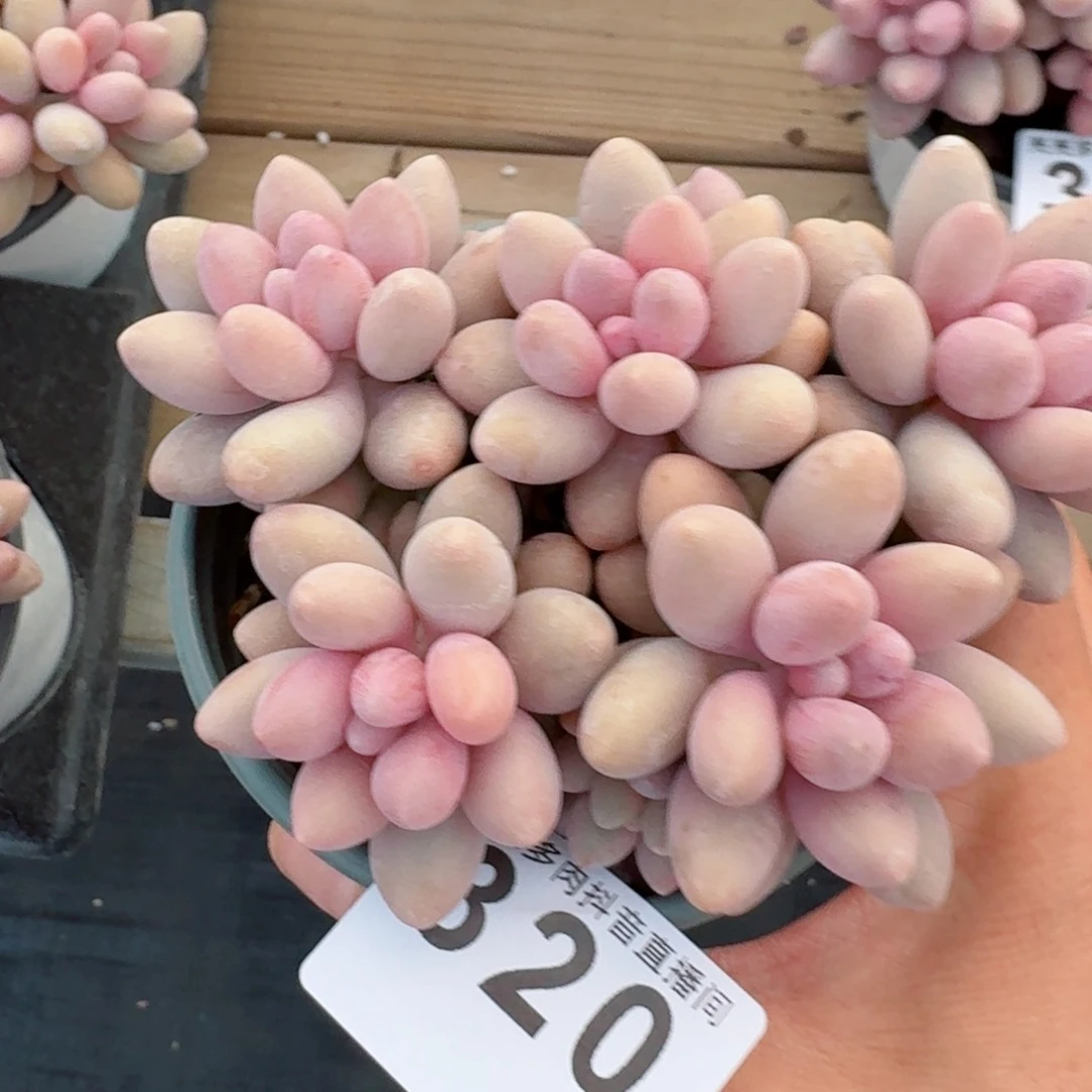 粉色恋人         精品多肉