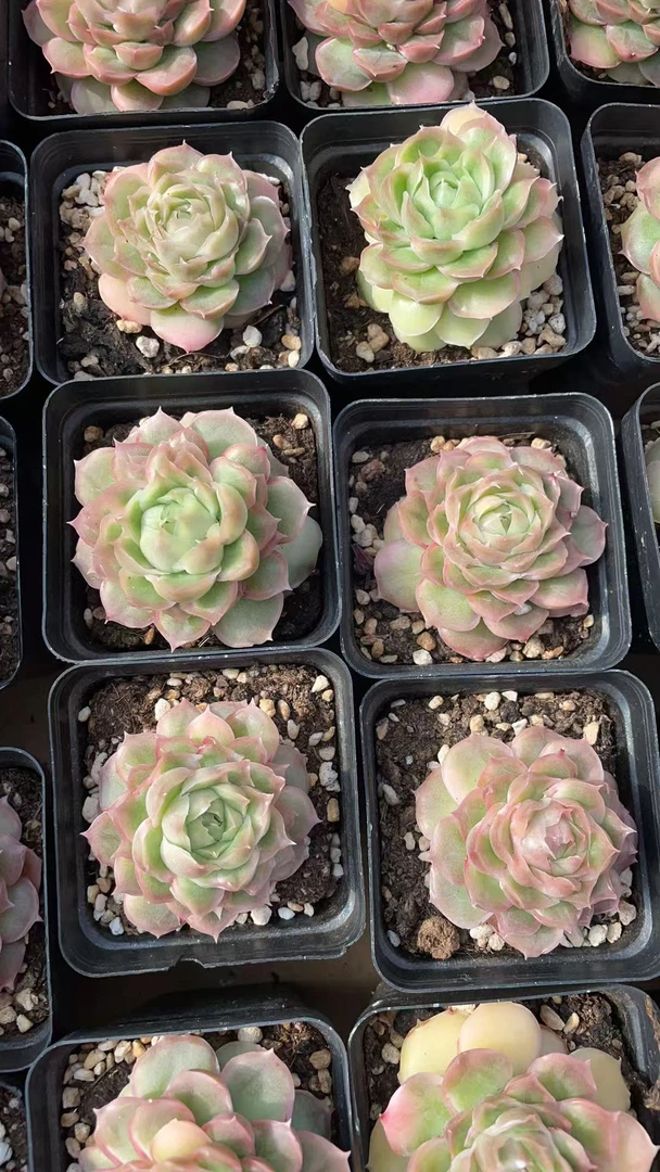 水晶虾饺   多肉绿植