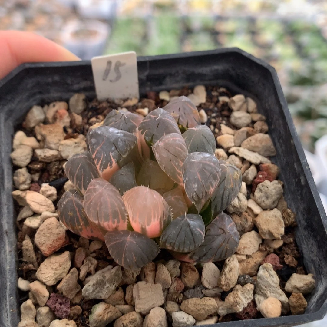 15玉露十二卷多肉植物