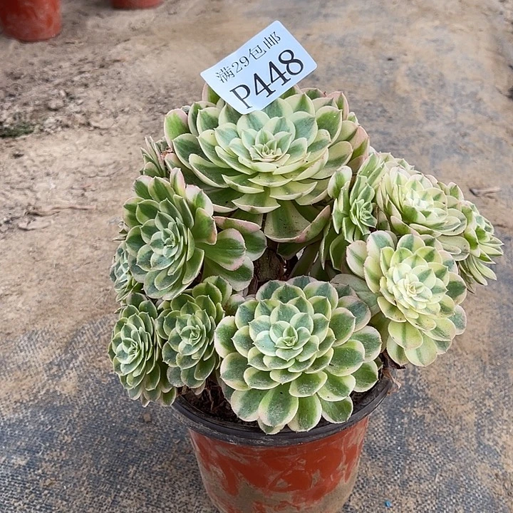 448孔雀翎多肉植物