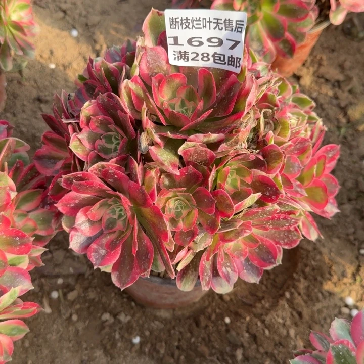 一***鼎1697二号棚妖月多肉A