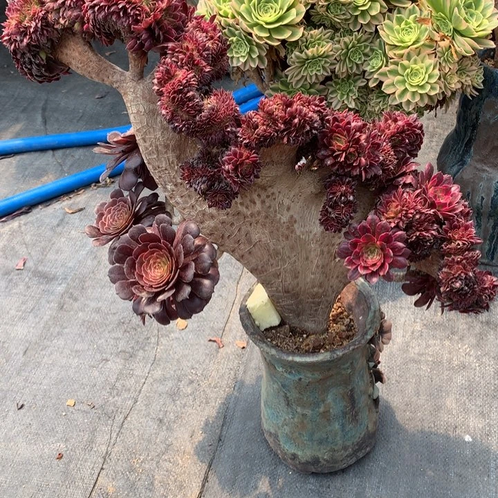 依*瑕疵红金刚脱土发货啊