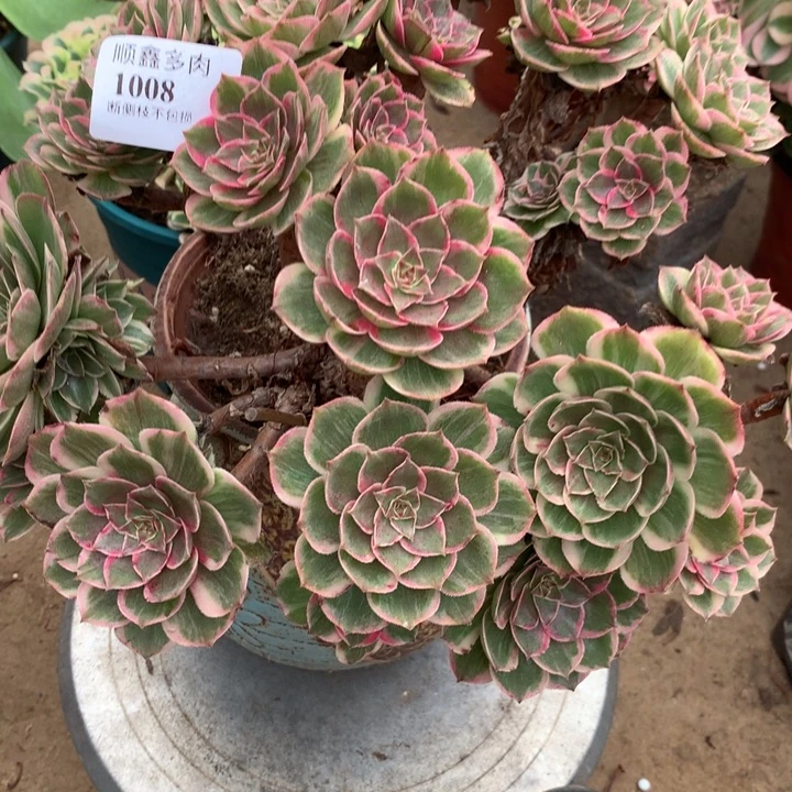 1008莲花座多肉植物特价