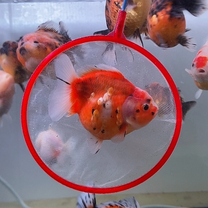 海水鱼精品泰狮系列