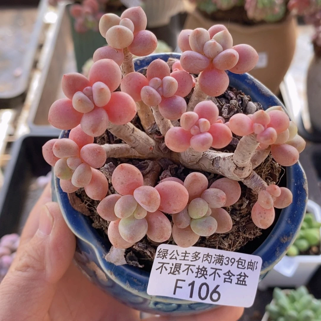 鱼子酱老桩有砍8cm106多肉