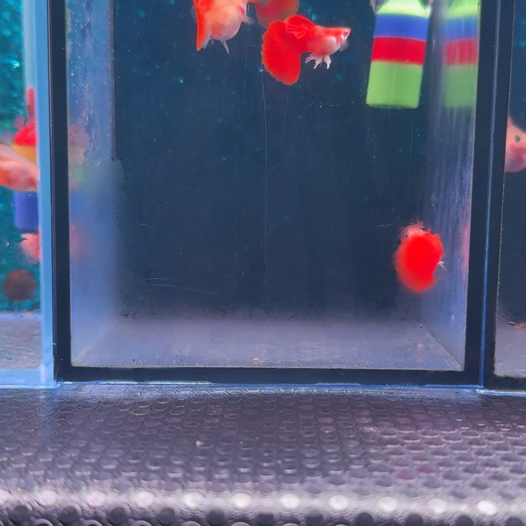 孔雀鱼清缸褶扇白子2对