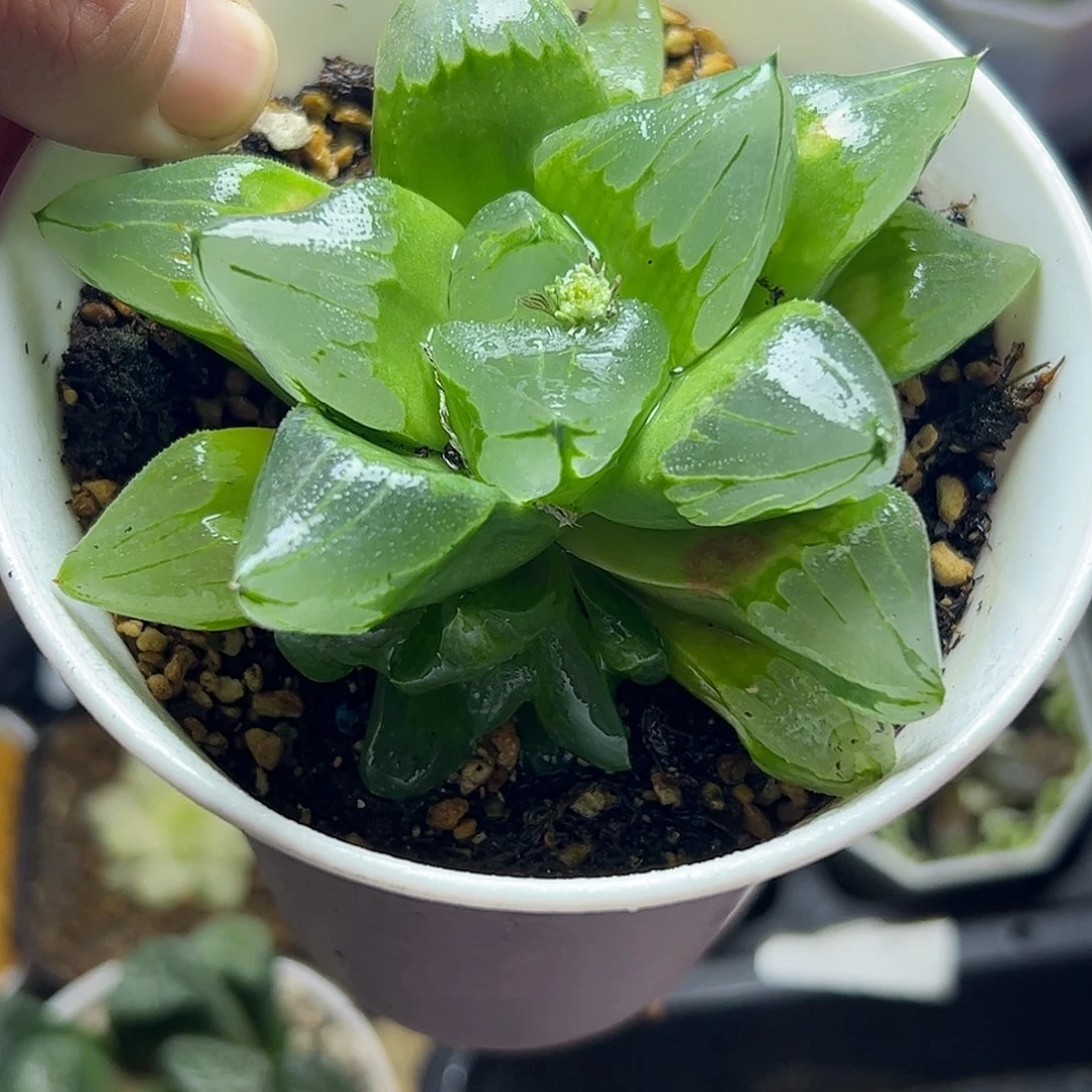 冰城母本十公分十二卷多肉