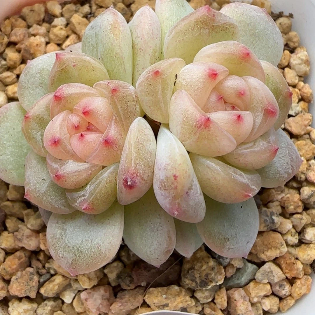 多****【满29包邮非偏远】468