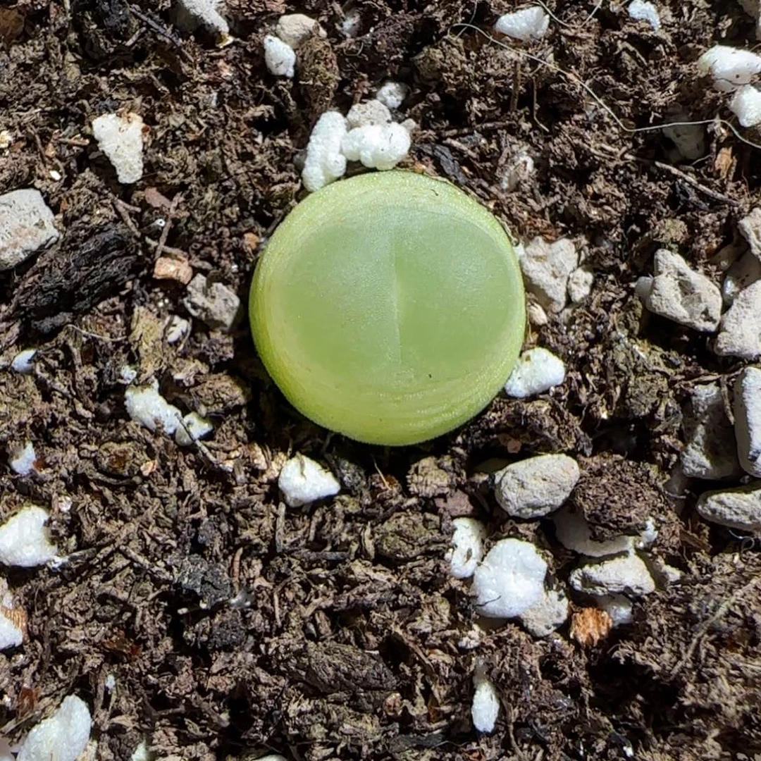 肉锥多肉植物组合-日式拉登294