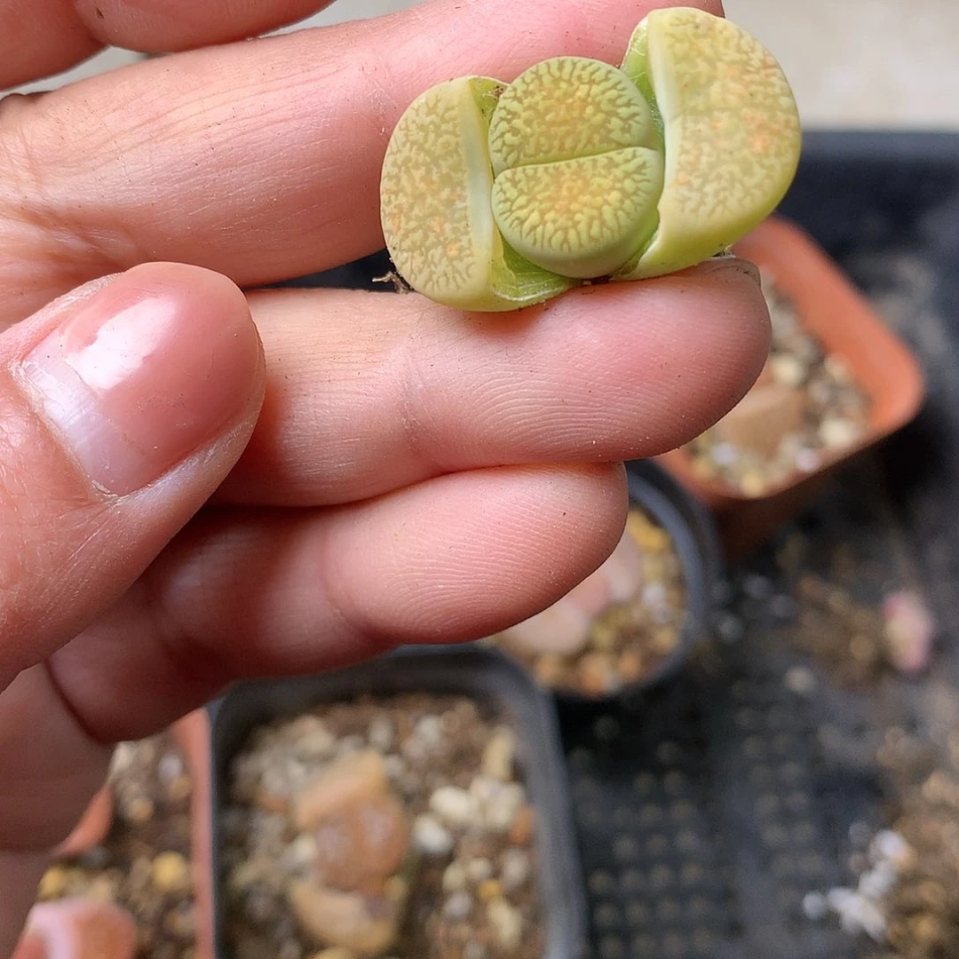 X260多肉植物保护研究所