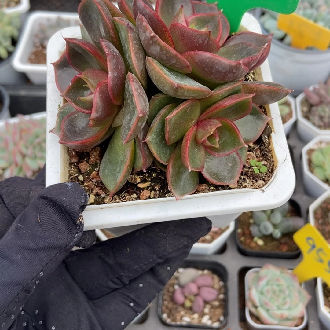 3135红灯多肉植物多肉