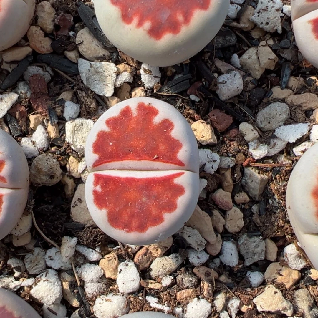 优选丝绒ropes母本一物一拍