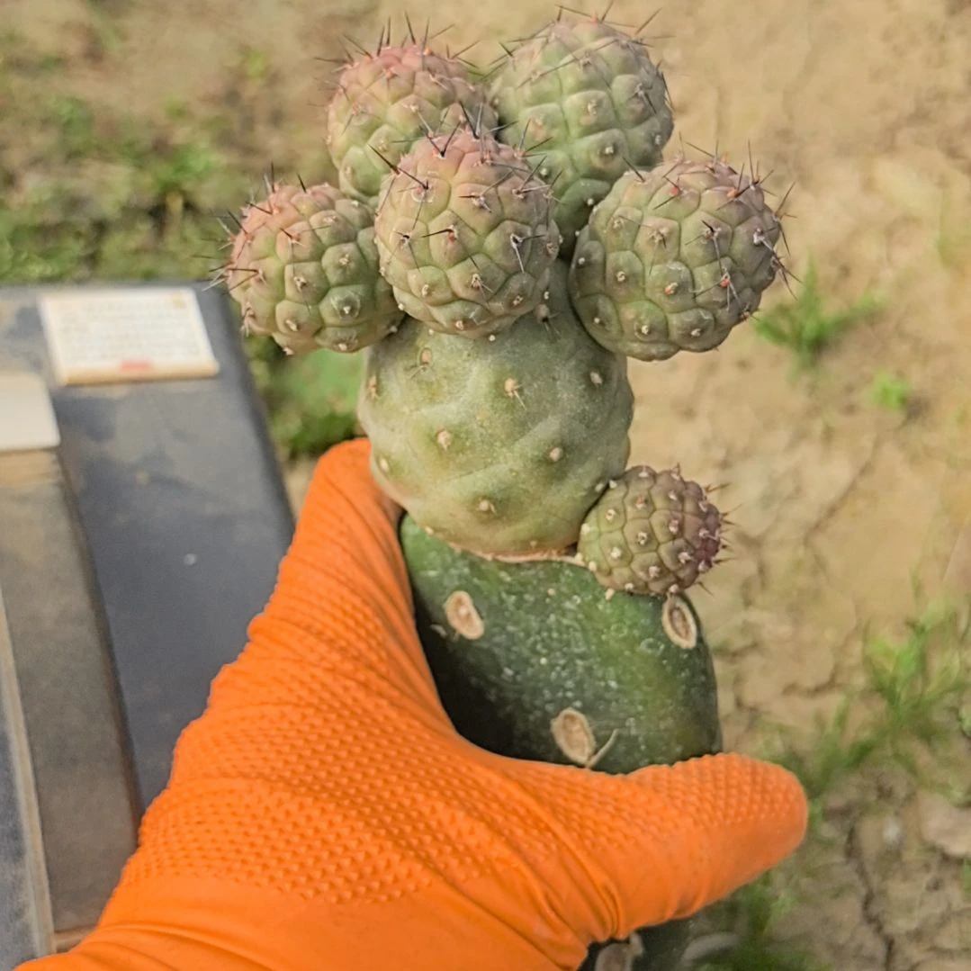 懂*习志野仙人球直播