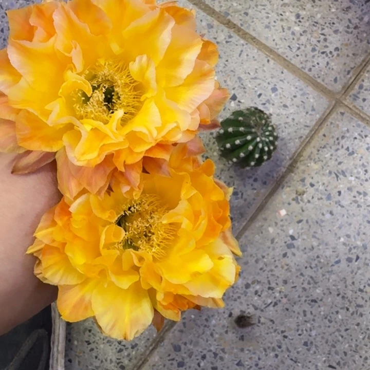 215彩草国色天香歪无根侧牙4公分左右，20包邮