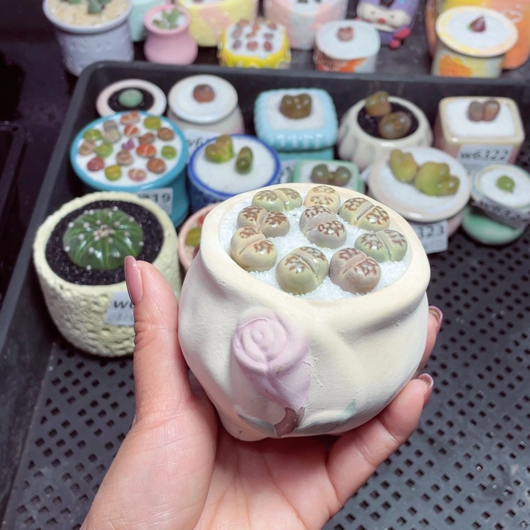 w6328 -零下地区拍保温箱-15支持寄养