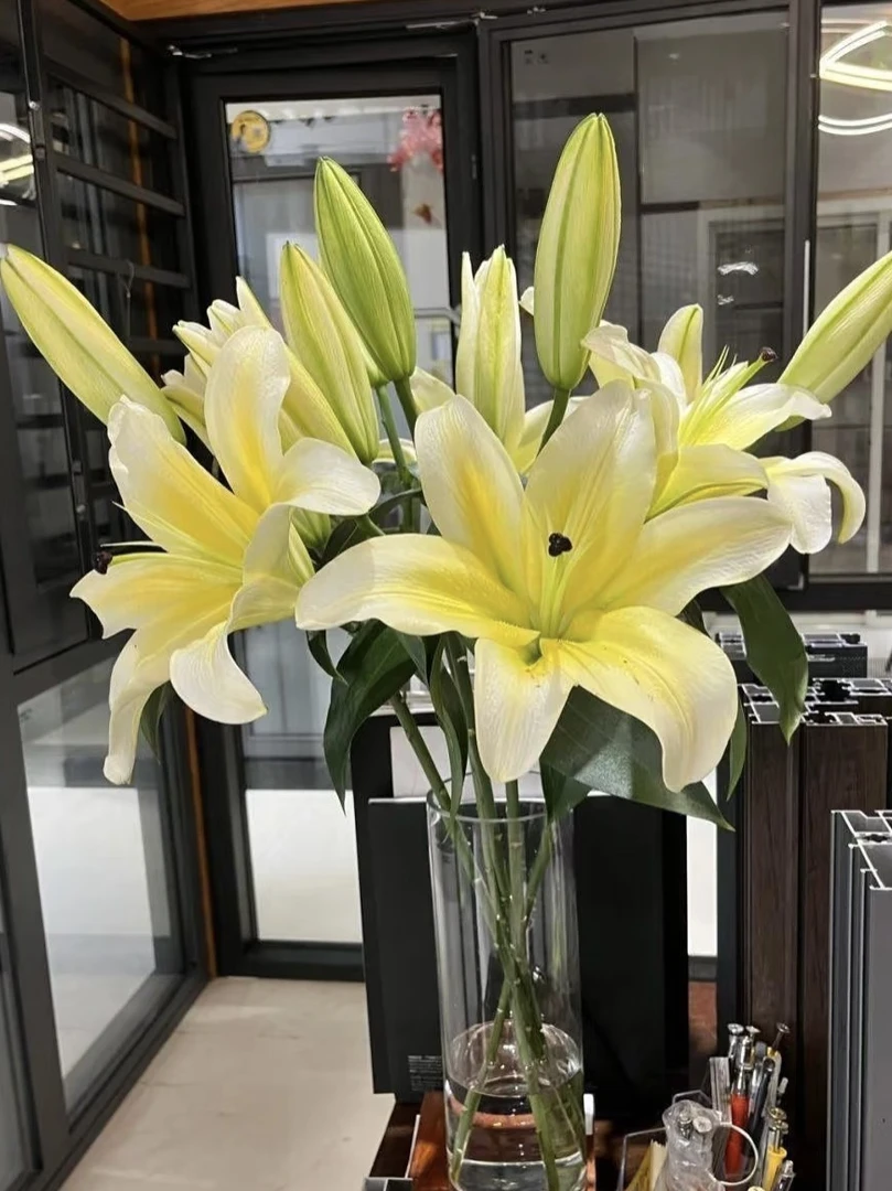 坤哥专享顺丰包邮黄天霸香水百合花束鲜花基地直发浓香四溢插花