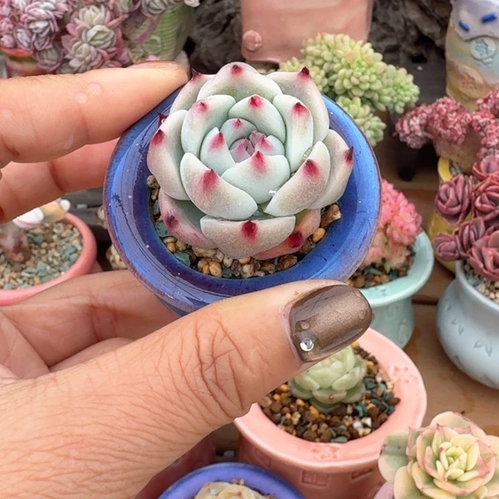 喜*多肉含盆土 30元包邮 除偏远