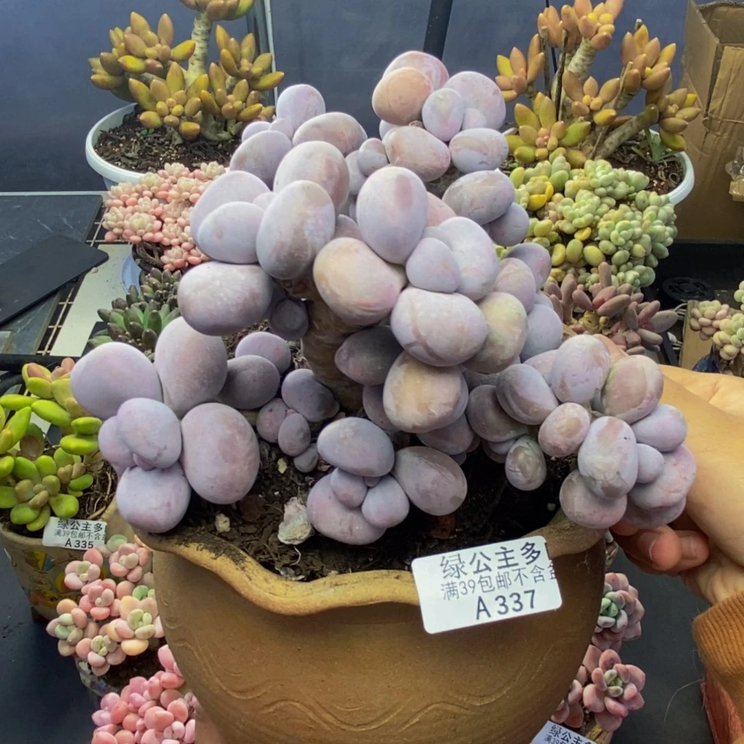 337芭比奶多肉15c m