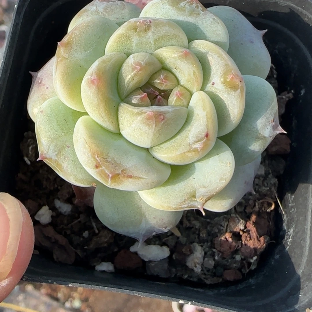 小卡拉米糖心一物一拍