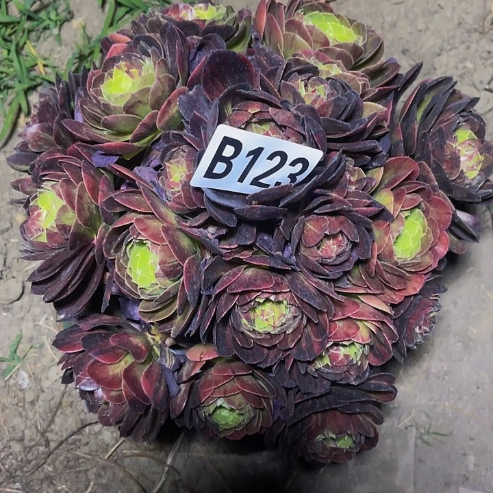 花月夜13-外包邮法师