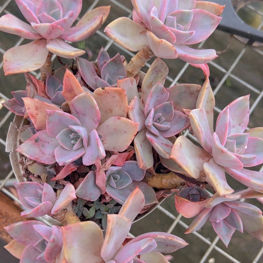 中国初恋 整桩整群