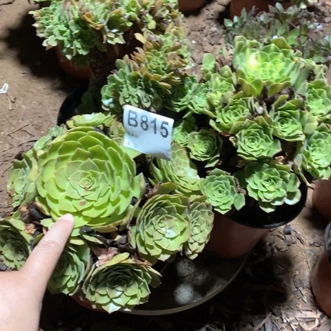 不****815三颗法师多肉植物