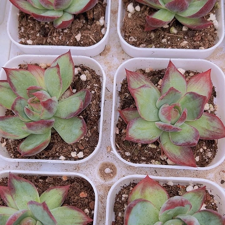 65盆拉丝惊鸿仙子多肉植物