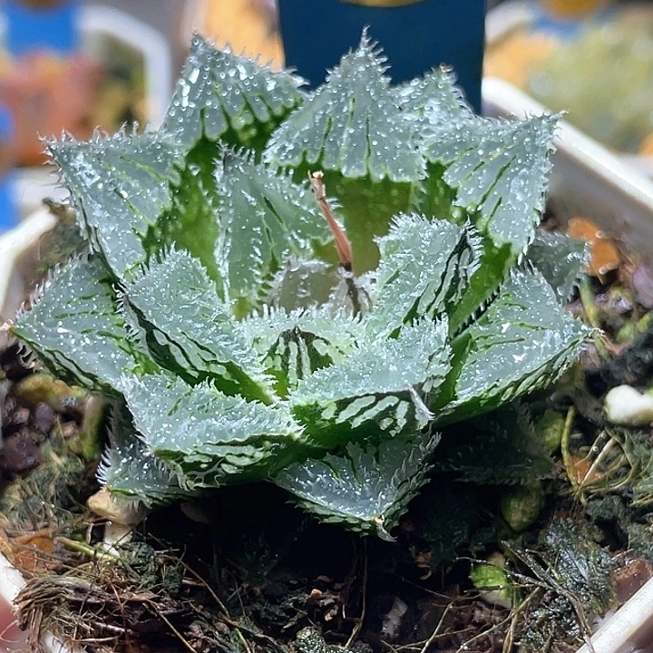 587赤冰特选福利一物