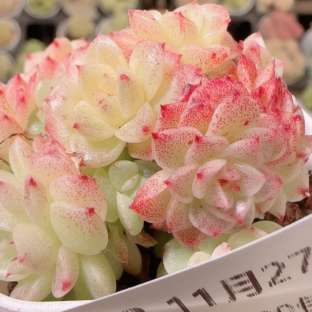 花语逸镜1127-272散