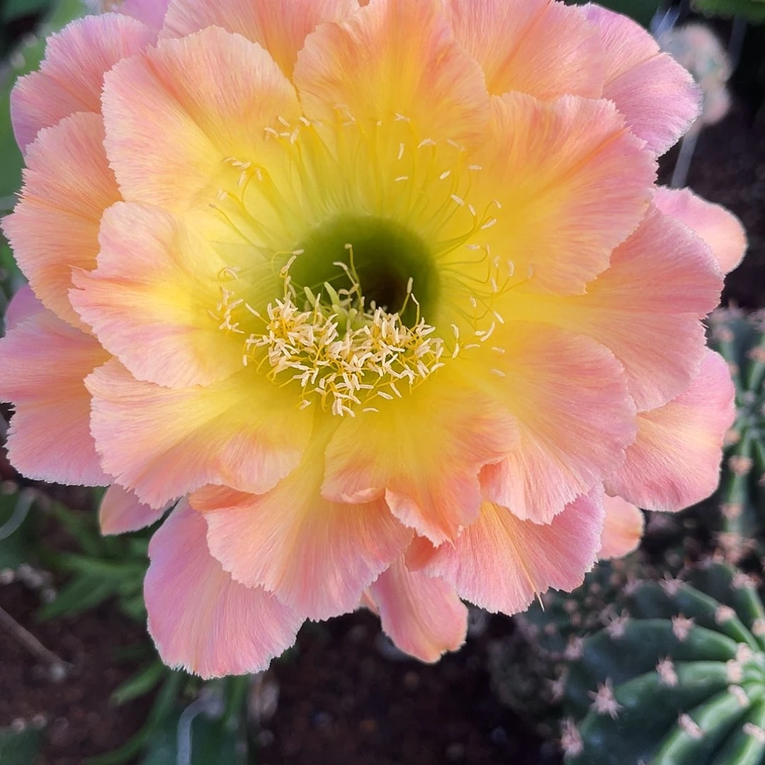 彩草星火侧芽3.5公分左右