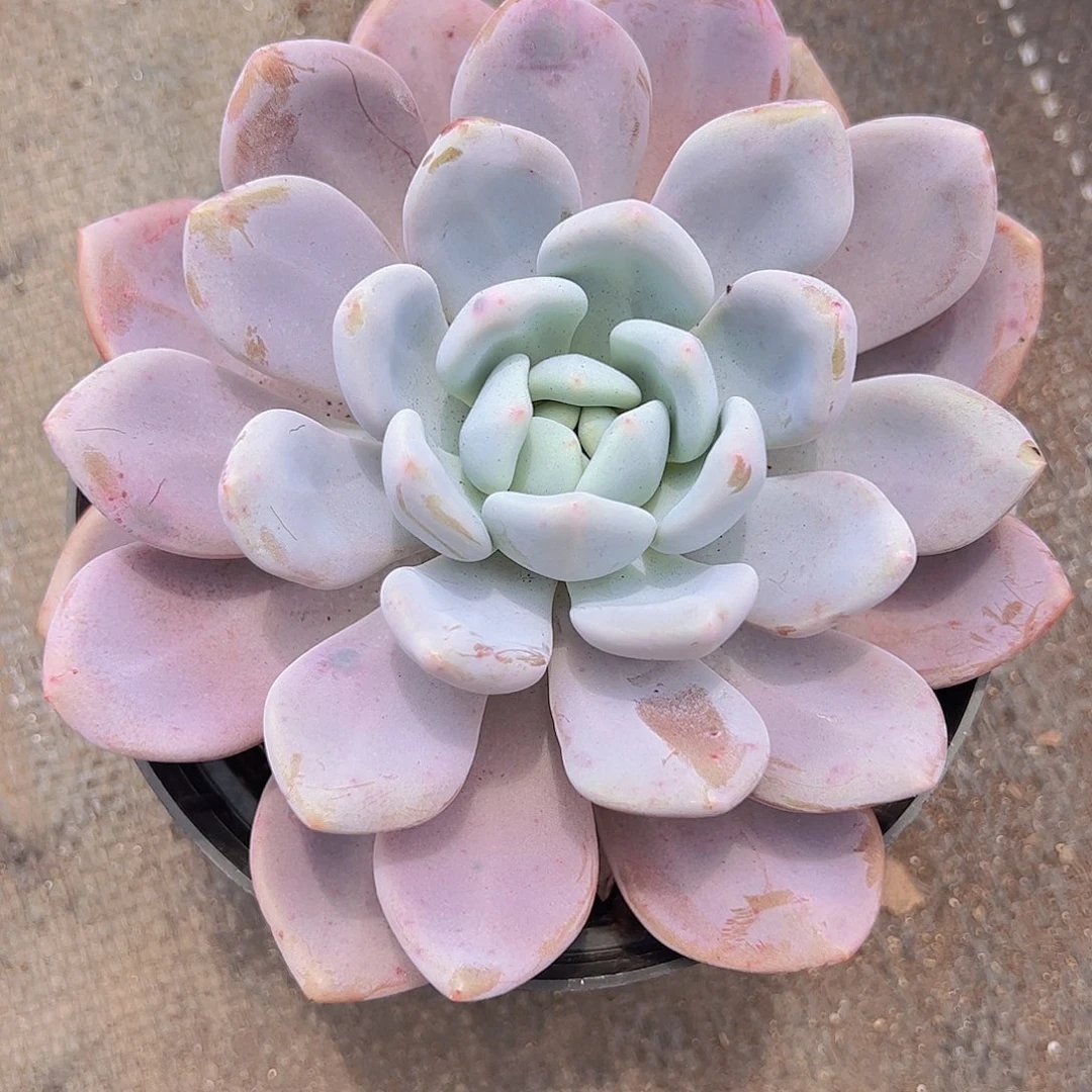 澳橙 大单头 多肉植物