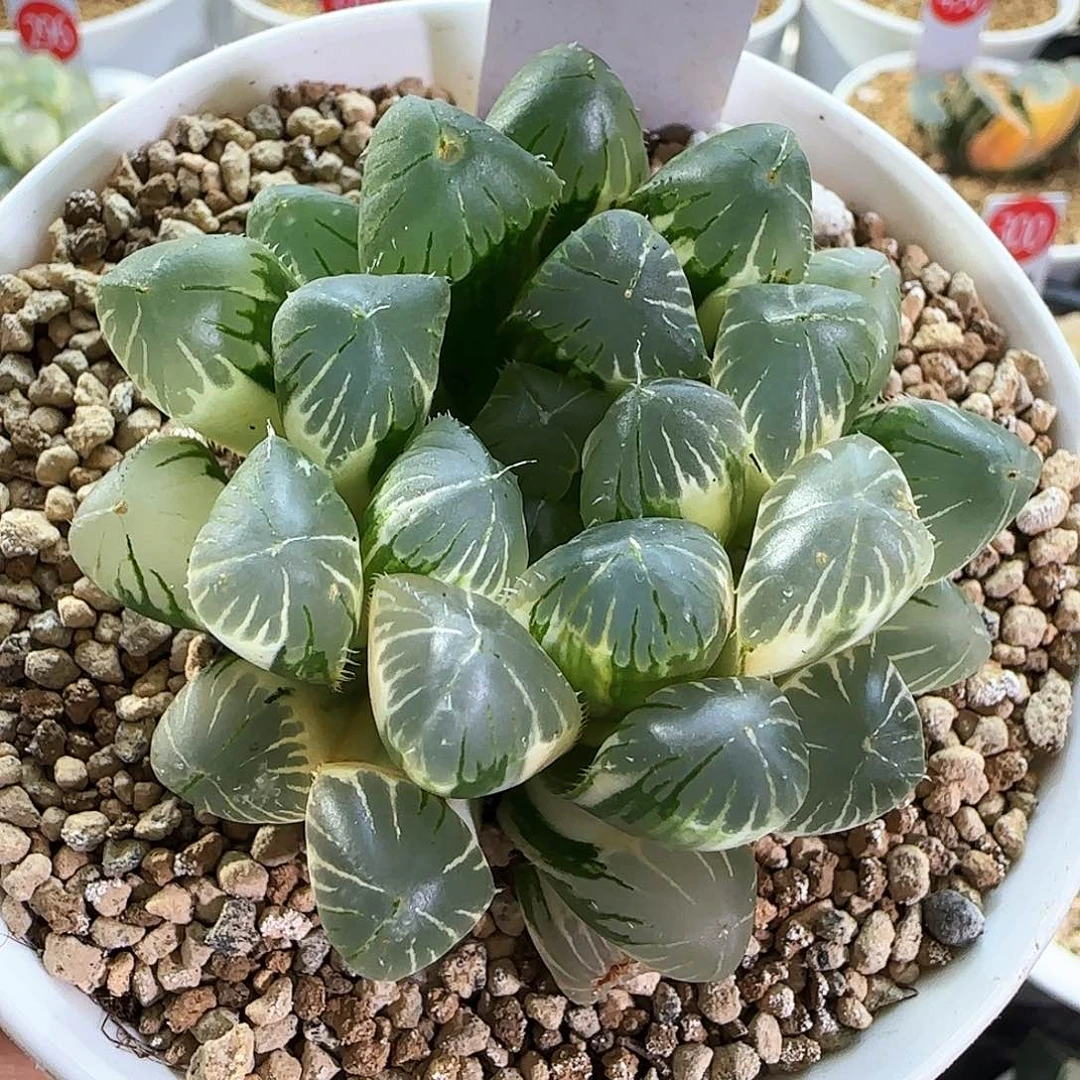 210号实生玉露锦一物一拍带盆土